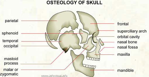 Osteology of skull  (Visual Dictionary)